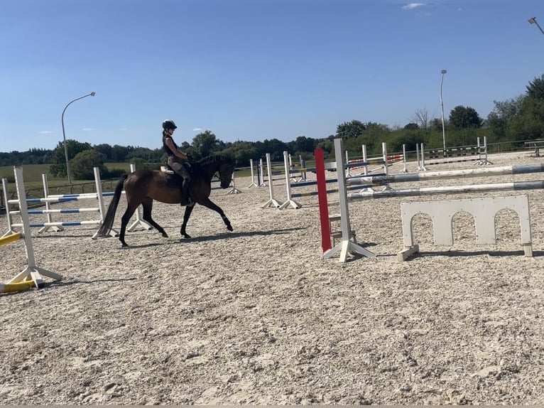 Sportivo Tedesco / Sportivo della Germania Giumenta 4 Anni 160 cm Baio scuro in Aalen