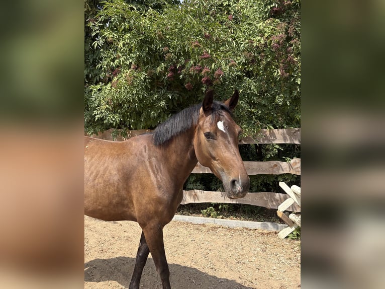 Sportivo Tedesco / Sportivo della Germania Giumenta 4 Anni 160 cm Baio scuro in Aalen