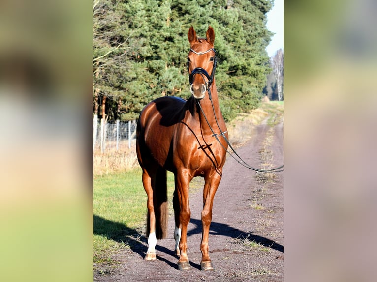 Sportivo Tedesco / Sportivo della Germania Giumenta 4 Anni 160 cm Sauro in Kamern