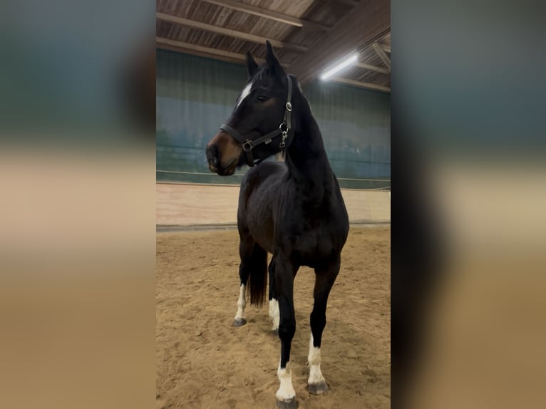 Sportivo Tedesco / Sportivo della Germania Giumenta 4 Anni 161 cm Baio scuro in Donaueschingen