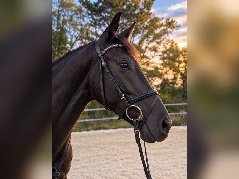 Sportivo Tedesco / Sportivo della Germania Giumenta 4 Anni 162 cm Morello in Eckenroth