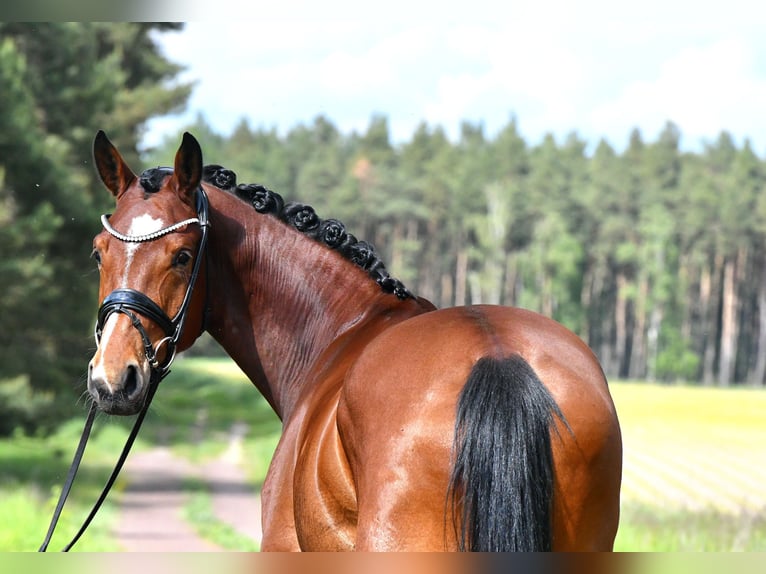 Sportivo Tedesco / Sportivo della Germania Giumenta 4 Anni 163 cm Baio in Kamern