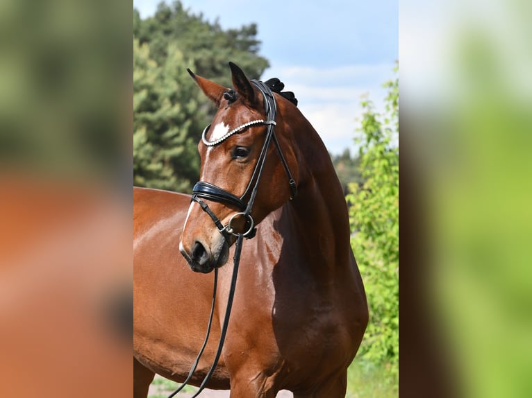 Sportivo Tedesco / Sportivo della Germania Giumenta 4 Anni 163 cm Baio in Kamern
