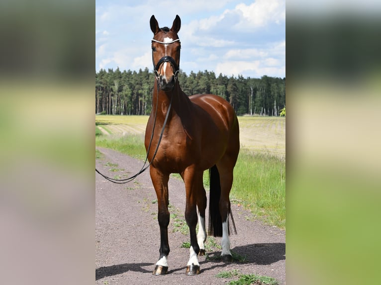 Sportivo Tedesco / Sportivo della Germania Giumenta 4 Anni 163 cm Baio in Kamern