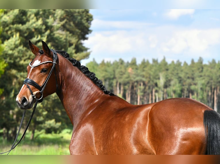 Sportivo Tedesco / Sportivo della Germania Giumenta 4 Anni 163 cm Baio in Kamern