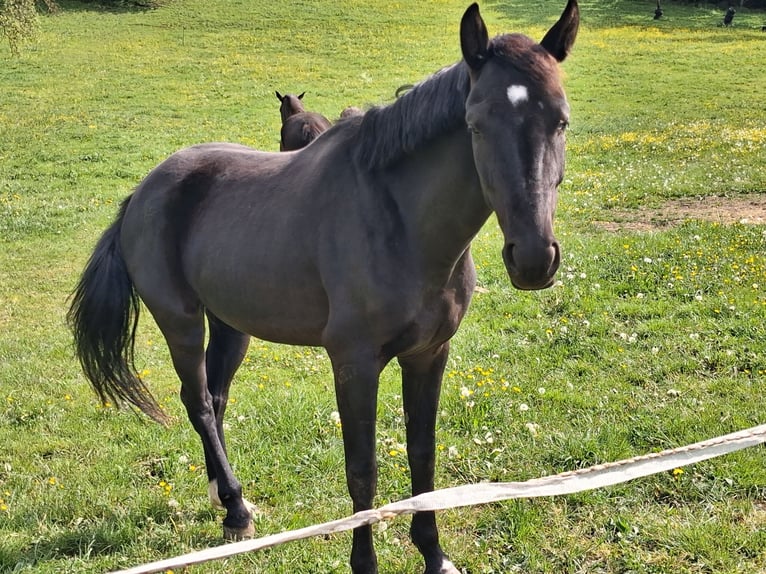 Sportivo Tedesco / Sportivo della Germania Giumenta 4 Anni 163 cm Baio nero in Frankenhardt