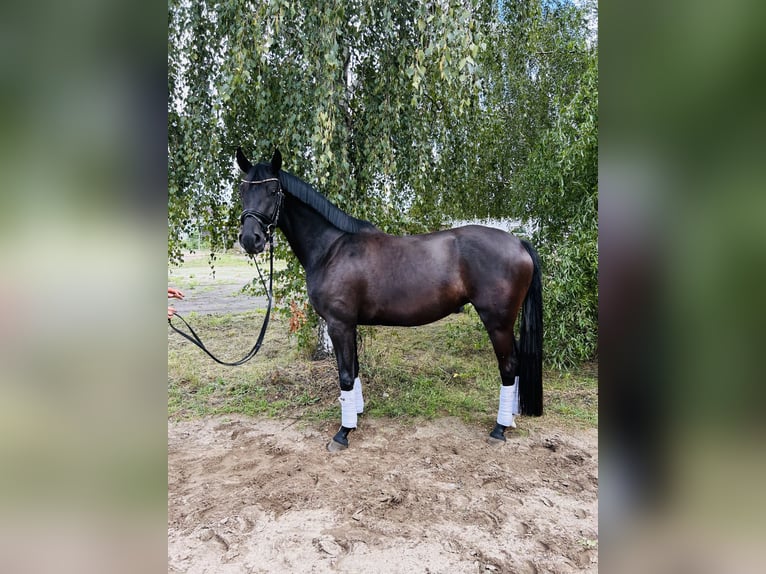Sportivo Tedesco / Sportivo della Germania Giumenta 4 Anni 163 cm Baio nero in Groß Kreuz