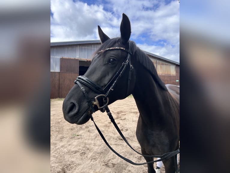 Sportivo Tedesco / Sportivo della Germania Giumenta 4 Anni 163 cm Baio nero in Groß Kreuz