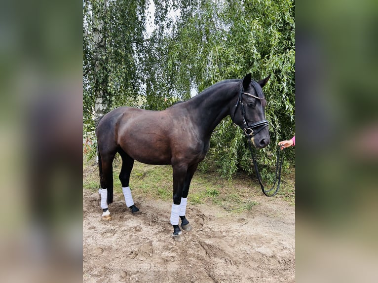 Sportivo Tedesco / Sportivo della Germania Giumenta 4 Anni 163 cm Baio nero in Groß Kreuz