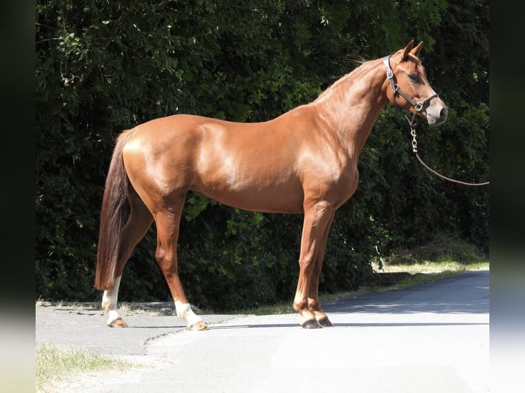 Sportivo Tedesco / Sportivo della Germania Giumenta 4 Anni 163 cm Sauro in Verl