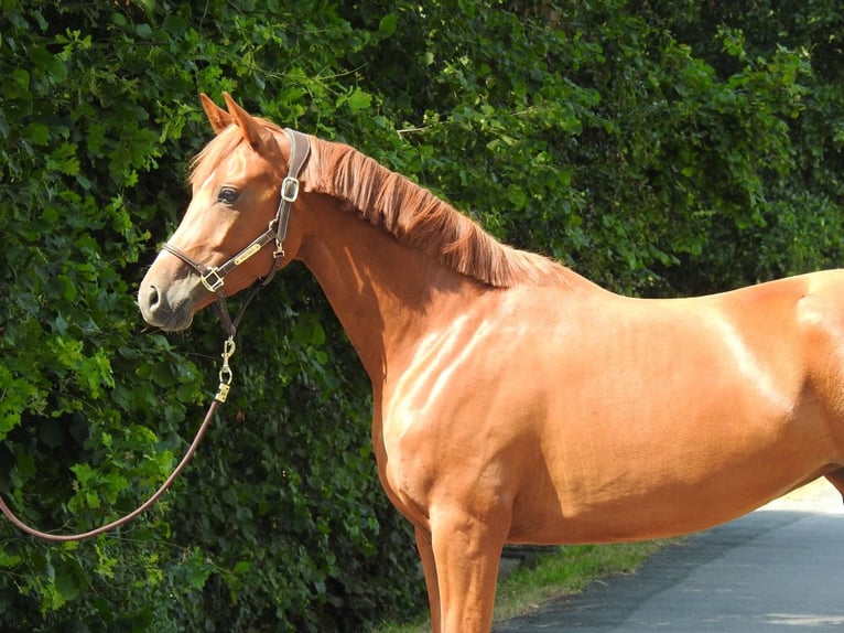 Sportivo Tedesco / Sportivo della Germania Giumenta 4 Anni 163 cm Sauro in Verl