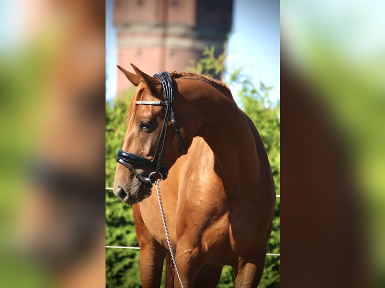 Sportivo Tedesco / Sportivo della Germania Giumenta 4 Anni 163 cm Sauro scuro in Neustadt (Dosse)