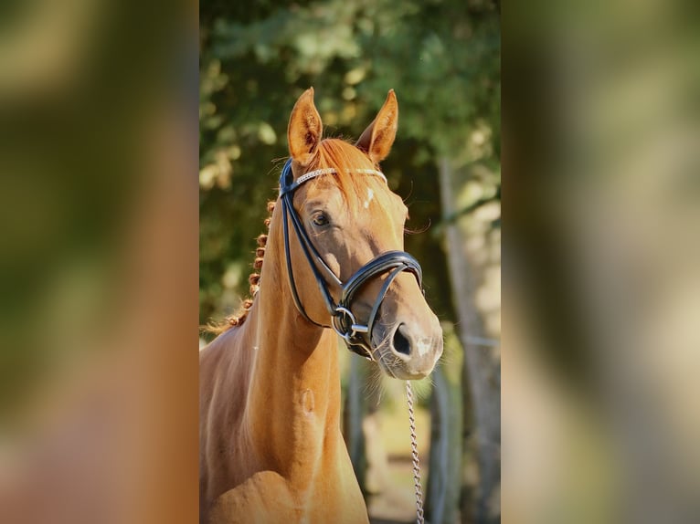 Sportivo Tedesco / Sportivo della Germania Giumenta 4 Anni 163 cm Sauro scuro in Neustadt (Dosse)