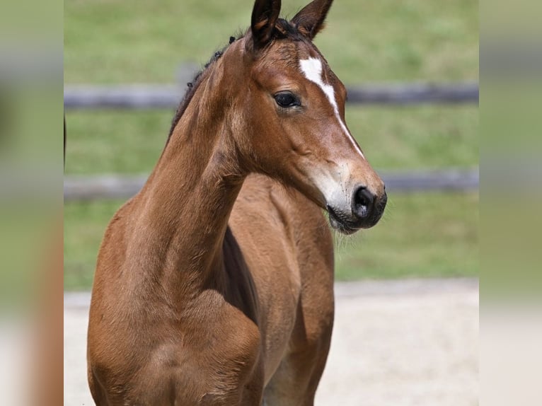 Sportivo Tedesco / Sportivo della Germania Giumenta 4 Anni 164 cm Baio in Memmingen