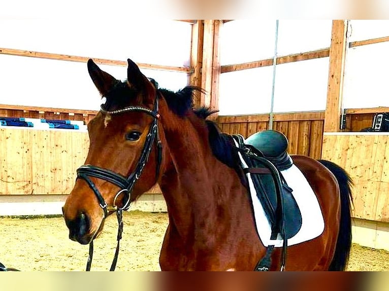 Sportivo Tedesco / Sportivo della Germania Giumenta 4 Anni 164 cm Baio in Bad Griesbach im Rottal