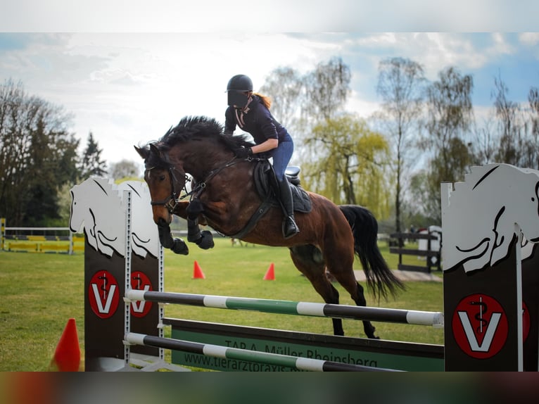 Sportivo Tedesco / Sportivo della Germania Giumenta 4 Anni 164 cm Baio in Zehdenick