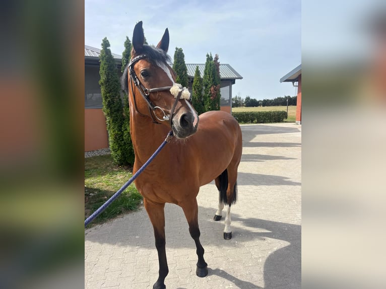 Sportivo Tedesco / Sportivo della Germania Giumenta 4 Anni 164 cm Baio in Durmersheim
