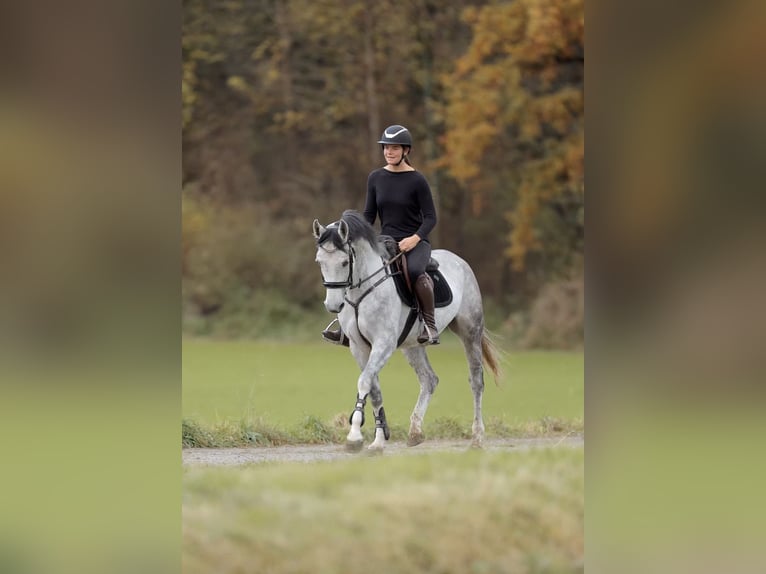 Sportivo Tedesco / Sportivo della Germania Giumenta 4 Anni 164 cm Grigio pezzato in Schlins