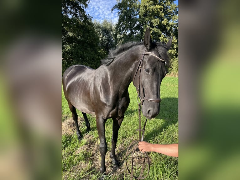 Sportivo Tedesco / Sportivo della Germania Giumenta 4 Anni 164 cm Morello in Saara