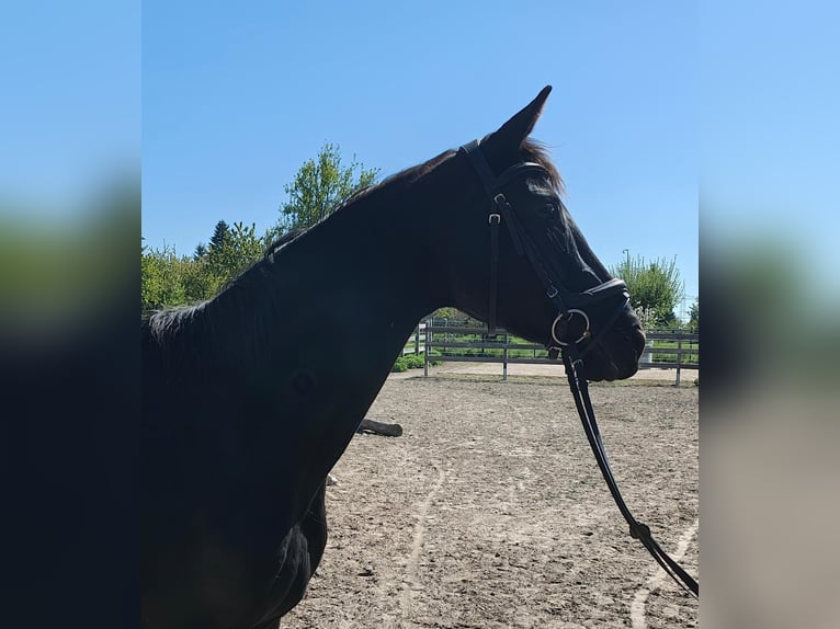 Sportivo Tedesco / Sportivo della Germania Giumenta 4 Anni 164 cm Morello in Groß Kreutz
