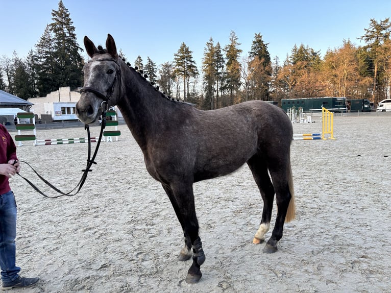 Sportivo Tedesco / Sportivo della Germania Giumenta 4 Anni 164 cm Può diventare grigio in Mollnitz