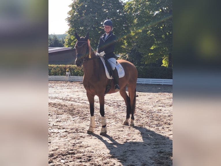 Sportivo Tedesco / Sportivo della Germania Giumenta 4 Anni 165 cm Baio in Eckenroth