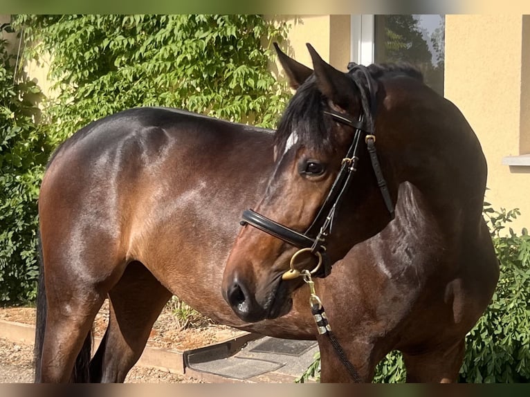 Sportivo Tedesco / Sportivo della Germania Giumenta 4 Anni 165 cm Baio in Le Pin
