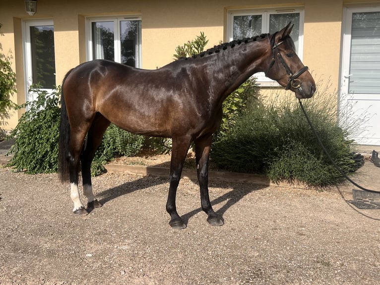 Sportivo Tedesco / Sportivo della Germania Giumenta 4 Anni 165 cm Baio in Le Pin