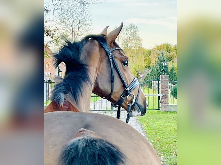 Sportivo Tedesco / Sportivo della Germania Giumenta 4 Anni 165 cm Baio in Martfeld