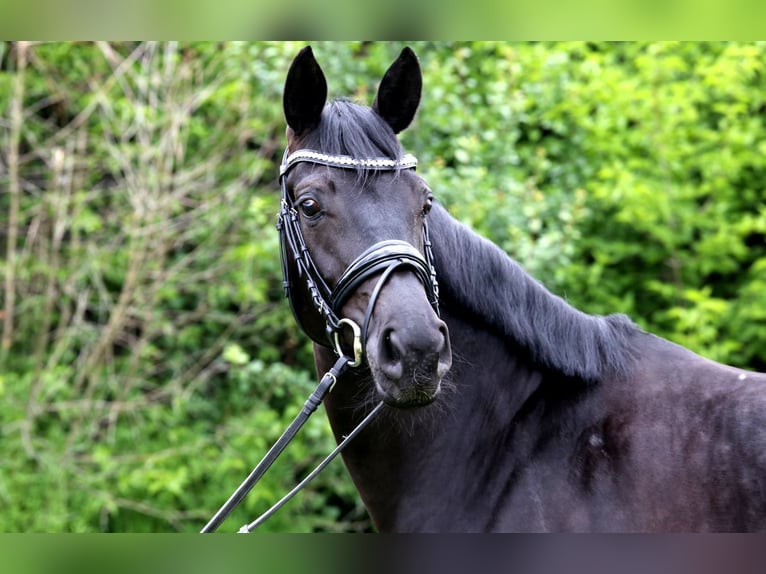 Sportivo Tedesco / Sportivo della Germania Giumenta 4 Anni 165 cm Baio nero in Schwäbisch Hall