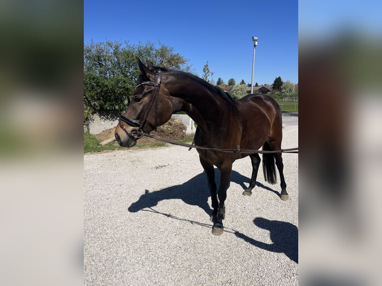 Sportivo Tedesco / Sportivo della Germania Giumenta 4 Anni 165 cm Baio scuro in Bopfingen