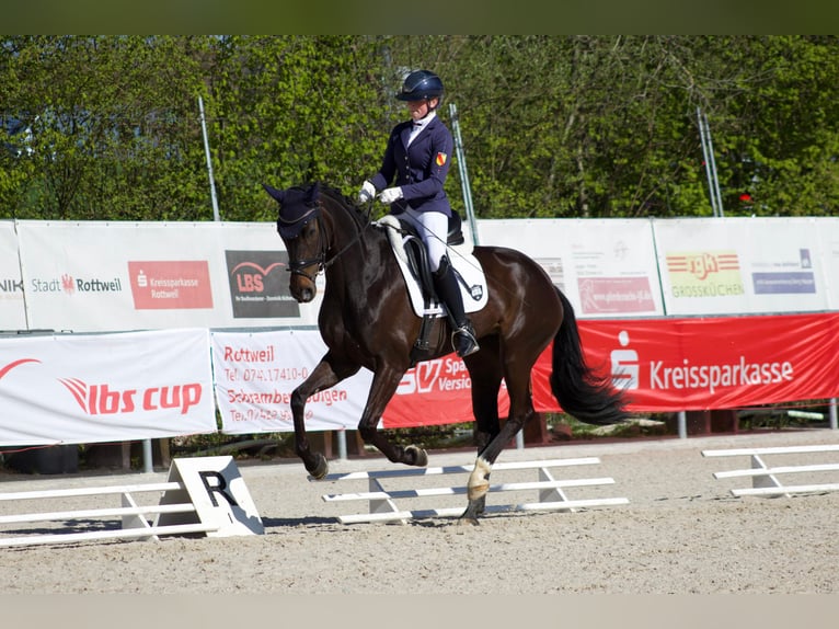 Sportivo Tedesco / Sportivo della Germania Giumenta 4 Anni 165 cm Morello in Hülben
