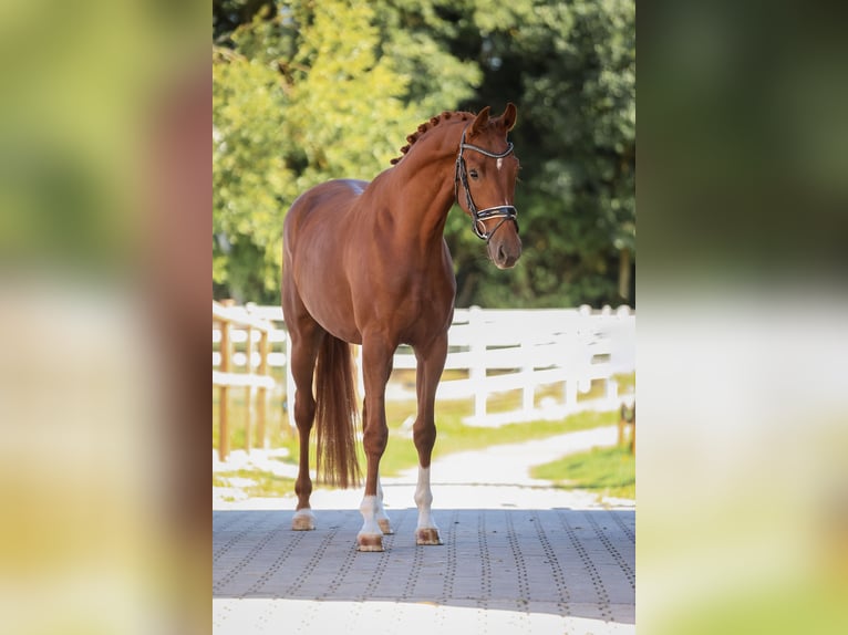 Sportivo Tedesco / Sportivo della Germania Giumenta 4 Anni 165 cm Sauro in Bodenkirchen