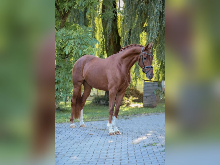Sportivo Tedesco / Sportivo della Germania Giumenta 4 Anni 165 cm Sauro in Bodenkirchen