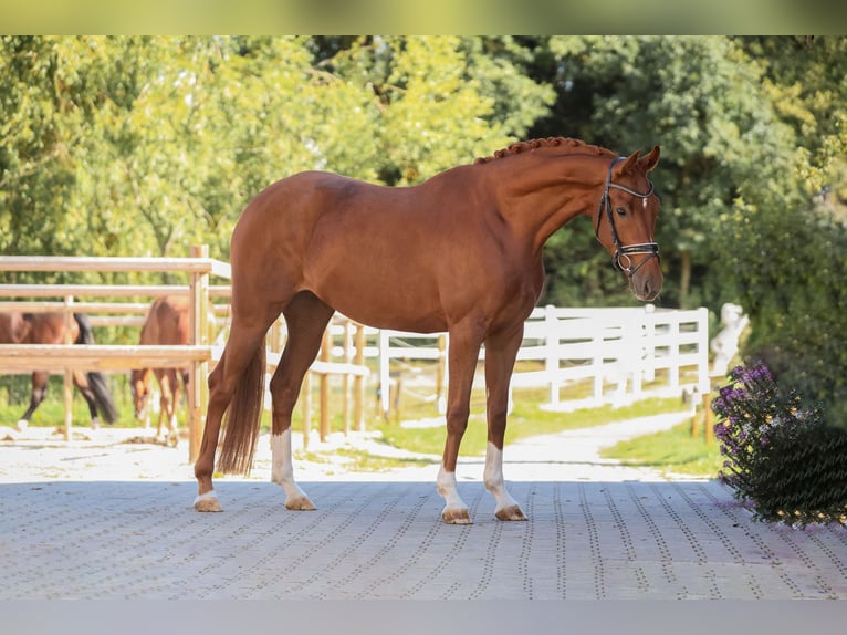 Sportivo Tedesco / Sportivo della Germania Giumenta 4 Anni 165 cm Sauro in Bodenkirchen