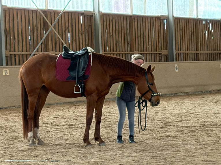 Sportivo Tedesco / Sportivo della Germania Giumenta 4 Anni 165 cm Sauro in Freudenburg
