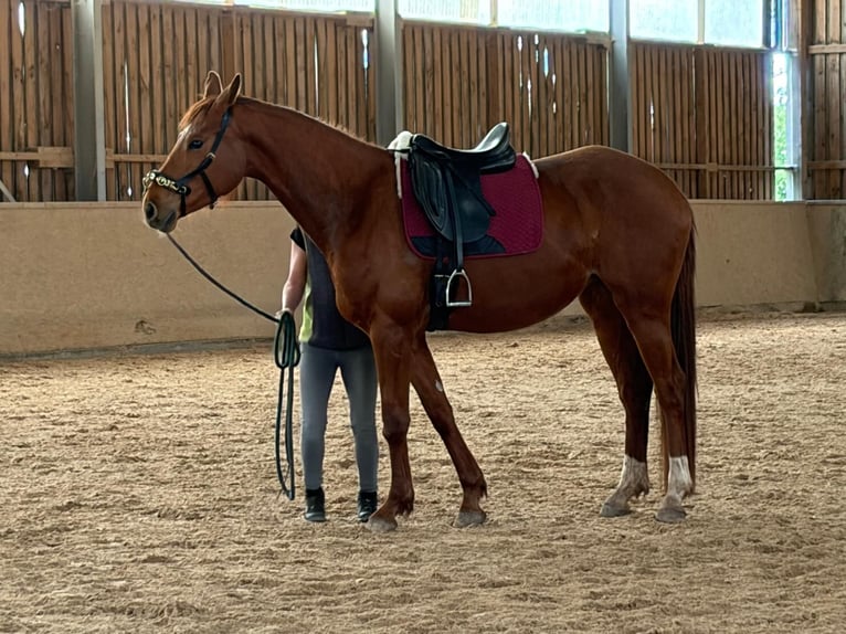 Sportivo Tedesco / Sportivo della Germania Giumenta 4 Anni 165 cm Sauro in Freudenburg