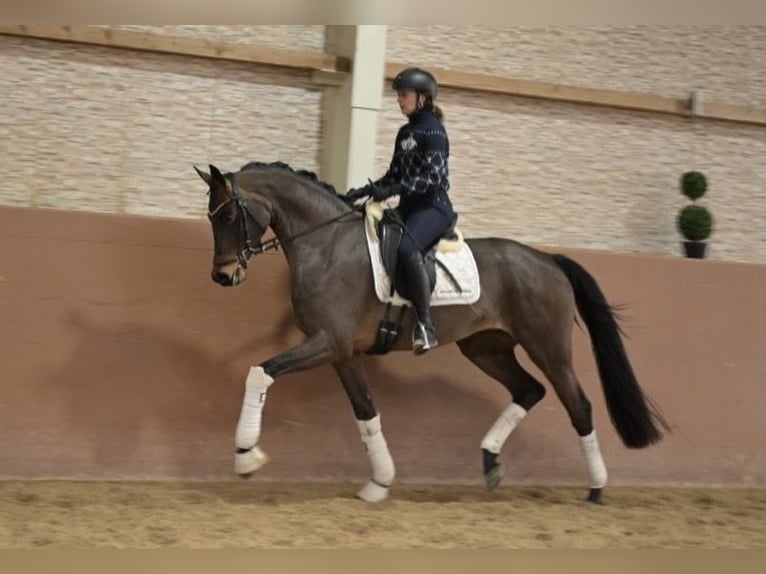 Sportivo Tedesco / Sportivo della Germania Giumenta 4 Anni 166 cm Baio in Wehringen