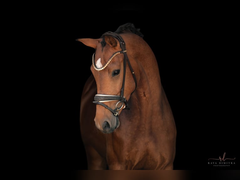 Sportivo Tedesco / Sportivo della Germania Giumenta 4 Anni 166 cm Baio in Wehringen