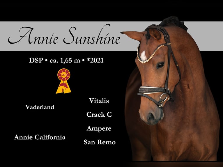 Sportivo Tedesco / Sportivo della Germania Giumenta 4 Anni 166 cm Baio in Wehringen