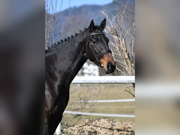 Sportivo Tedesco / Sportivo della Germania Giumenta 4 Anni 166 cm Baio scuro in Bayrischzell