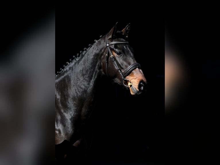 Sportivo Tedesco / Sportivo della Germania Giumenta 4 Anni 166 cm Baio scuro in Bayrischzell