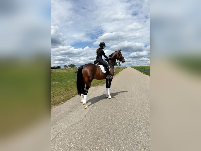 Sportivo Tedesco / Sportivo della Germania Giumenta 4 Anni 166 cm Baio scuro in Neresheim