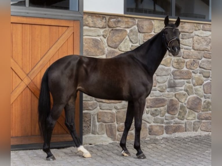Sportivo Tedesco / Sportivo della Germania Giumenta 4 Anni 166 cm Baio scuro in Hülben