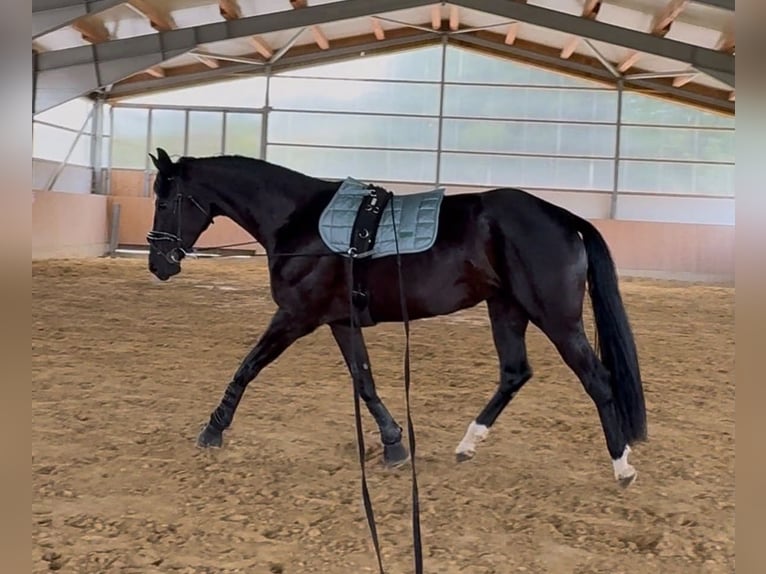 Sportivo Tedesco / Sportivo della Germania Giumenta 4 Anni 166 cm Morello in Westerheim