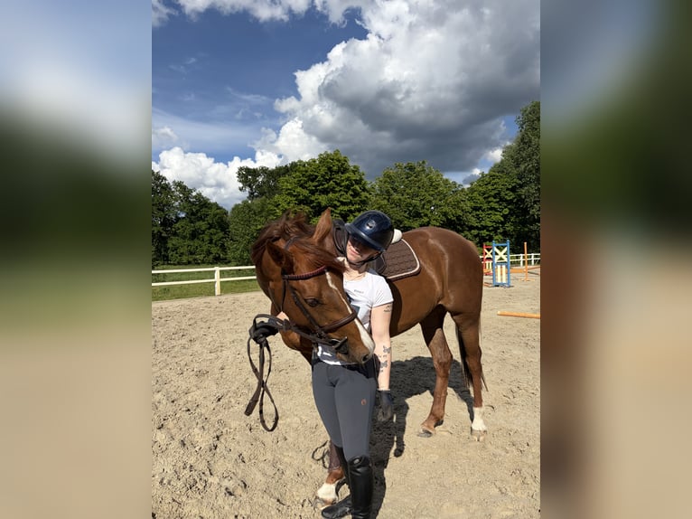 Sportivo Tedesco / Sportivo della Germania Giumenta 4 Anni 166 cm Sauro in Meyenburg