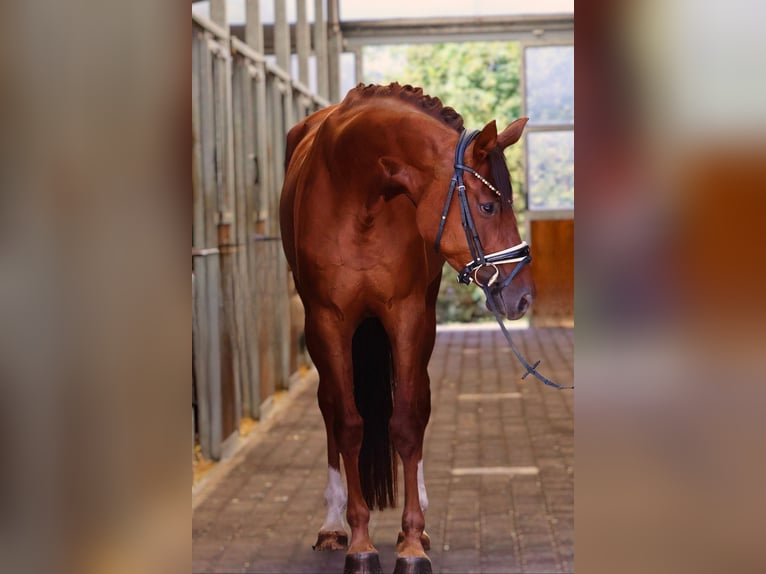 Sportivo Tedesco / Sportivo della Germania Giumenta 4 Anni 166 cm Sauro scuro in Bad Wörishofen