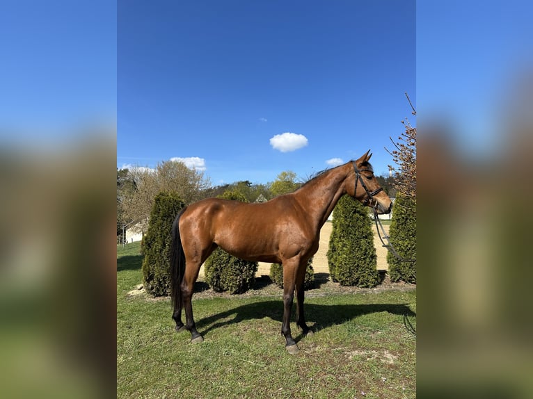 Sportivo Tedesco / Sportivo della Germania Giumenta 4 Anni 167 cm Baio in Teupitz