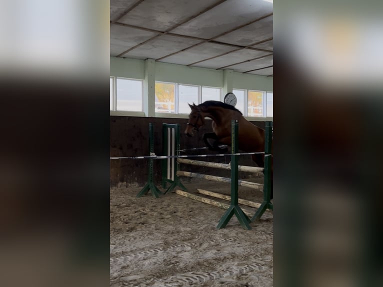 Sportivo Tedesco / Sportivo della Germania Giumenta 4 Anni 167 cm Baio in Teupitz