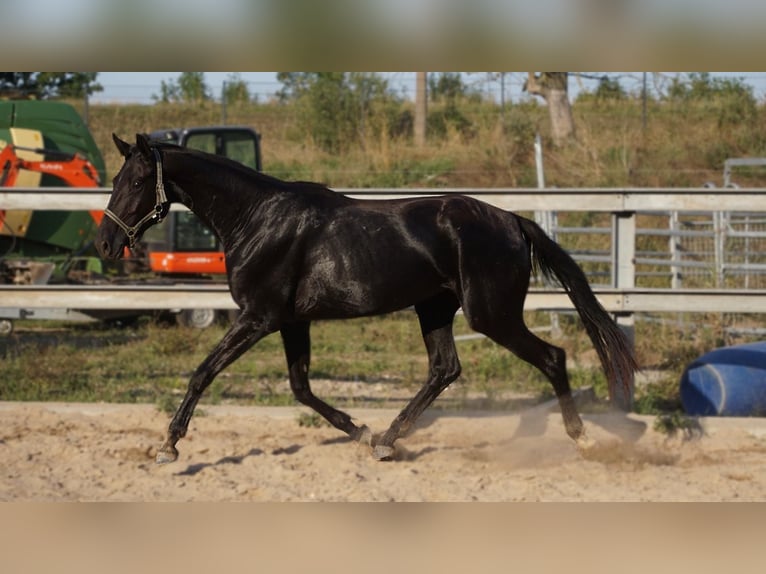 Sportivo Tedesco / Sportivo della Germania Giumenta 4 Anni 167 cm Morello in Eilenburg